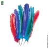 Lot de 10 plumes de dinde