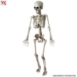Poseable skeleton 120 cm