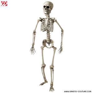 Poseable skeleton 160 cm