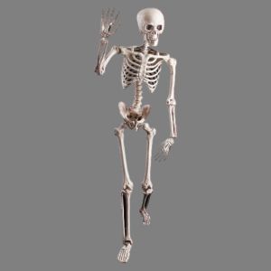 Poseable skeleton
