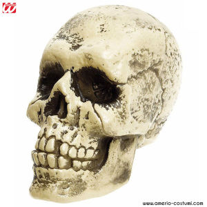 Life Size Skull