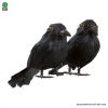 Small feathered Raven 10 cm