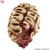 Brain eaten - 16 cm