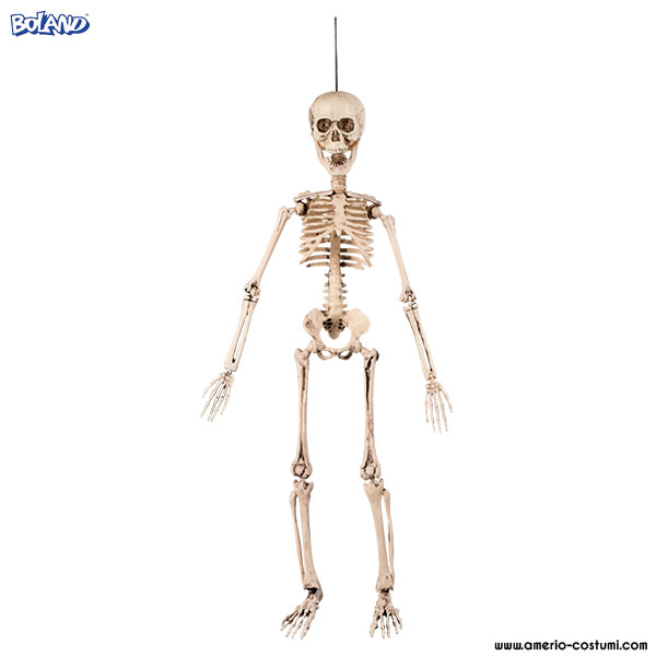 esqueleto 50cm