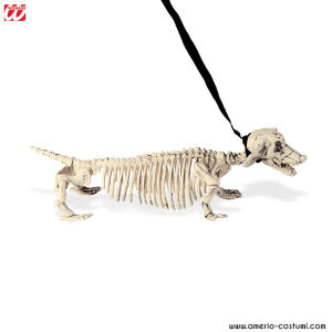 Squelette de teckel avec laisse 55 cm