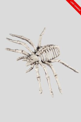 Little Spider Skeleton