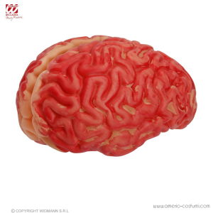 Human-sized Brain