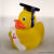 Pato amarillo - Graduado