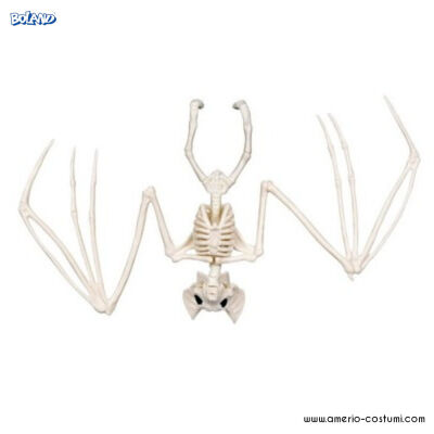 Schelet de liliac 30 cm