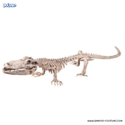 Schelet de crocodil 50 cm