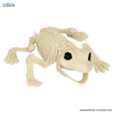 Frog skeleton 17 cm
