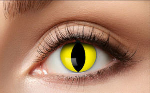 Linsen Yellow Cat
