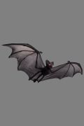 Pipistrello Nero da appendere 55 cm