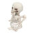 Groundbreaker Skelett 20cm