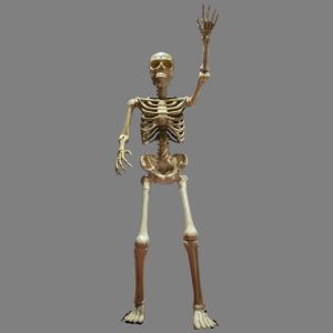 Boris Giant Skeleton 335