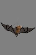 Pipistrello peloso da appendere 40 cm